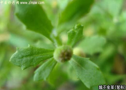 【中医诊疗网】：鹅不食草