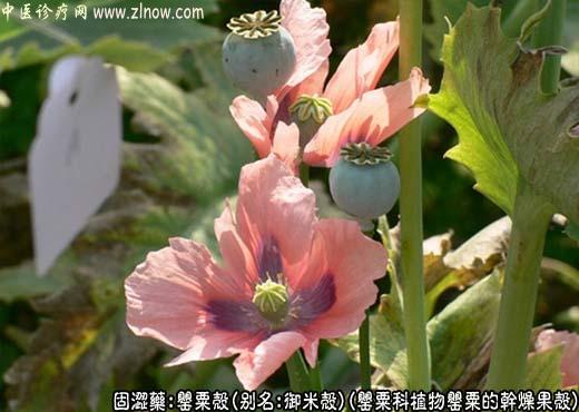 罂粟壳图片