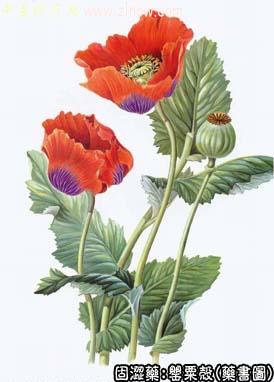 罂粟壳的中药书图