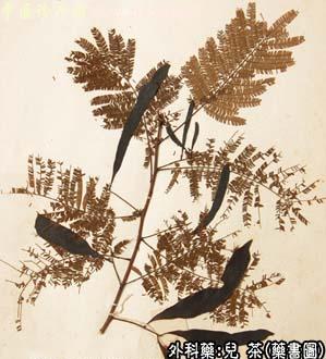 儿茶的中药书图