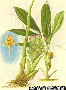 莪术的中药书图