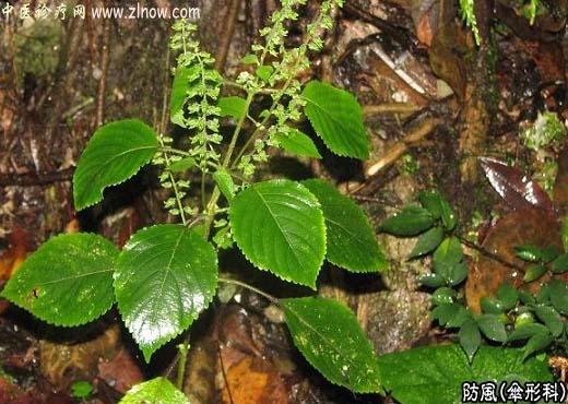 【中医诊疗网】：防风