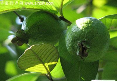 【中医诊疗网】：番石榴