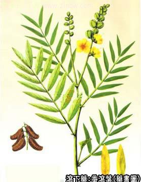 番泻叶的中药书图