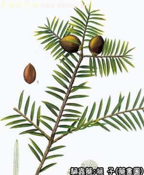 榧子的中药书图