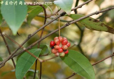 【中医诊疗网】：风沙藤