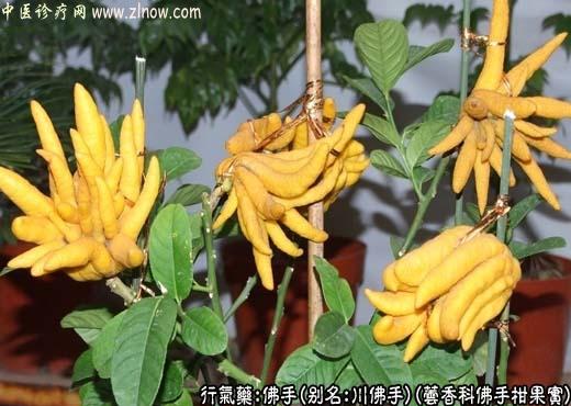 中草药名称：佛手