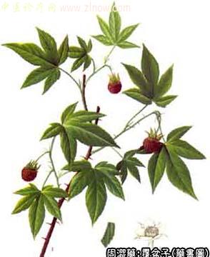 覆盆子的中药书图
