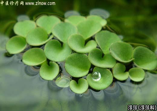 【中医诊疗网】：浮萍