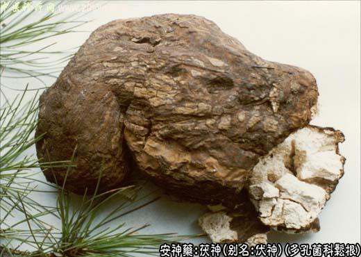 中药名称大全：茯神