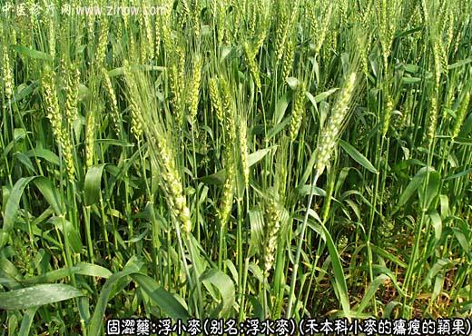 浮小麦图片