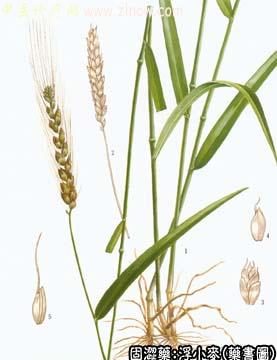 浮小麦的中药书图