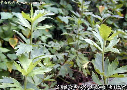 【中医诊疗网】:附子