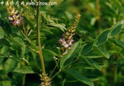 【中医诊疗网】：甘草