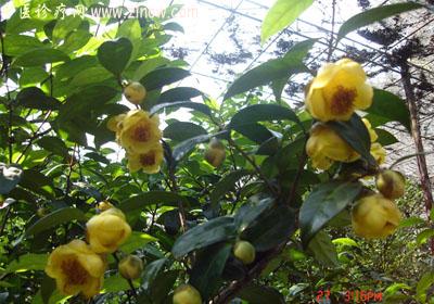 【中医诊疗网】：岗菊