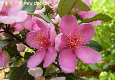 【中医诊疗网】:岗菍