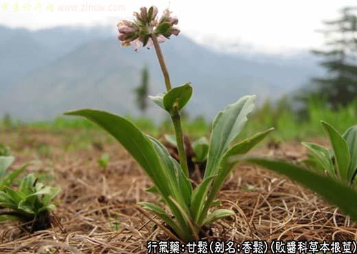 中草药名称:甘松