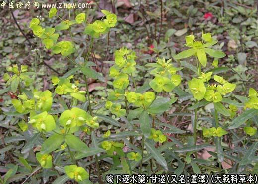 【中医诊疗网】：甘遂