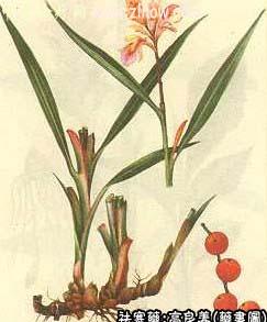 高良姜的中药书图