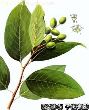 诃子的中药书图