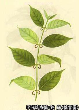 钩藤的中药书图