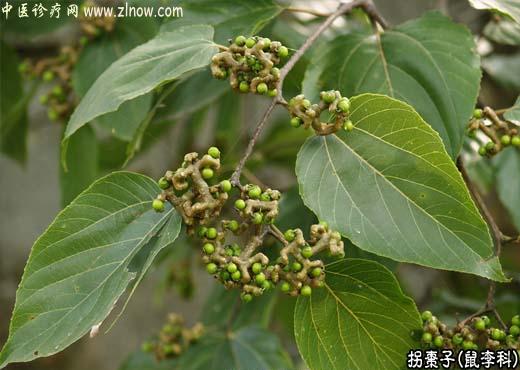 【中医诊疗网】：拐枣子