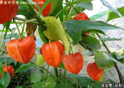 【中医诊疗网】:挂金灯