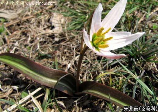 【中医诊疗网】:光慈菇