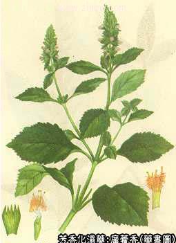 广藿香的中药书图