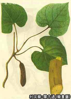 木通的中药书图