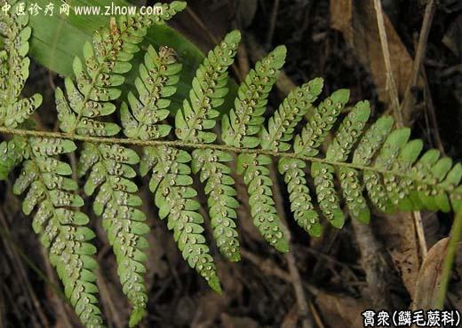 【中医诊疗网】:贯众