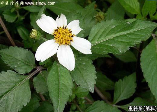 【中医诊疗网】：鬼针草