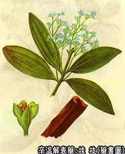桂枝的中药书图