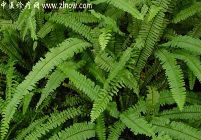 【中医诊疗网】：骨碎补