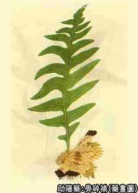 骨碎补中药书图