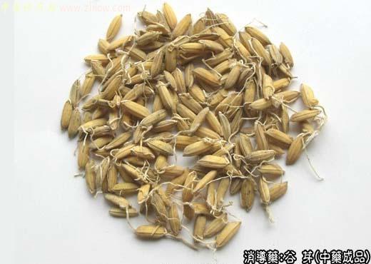 谷芽的中药成品图片