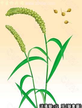谷芽的中药书图