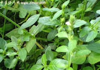 【中医诊疗网】：孩兜草