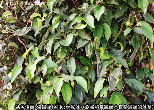 海风藤图片