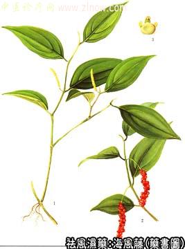 海风藤的中药书图