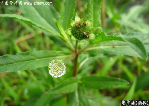 【中医诊疗网】：墨旱莲
