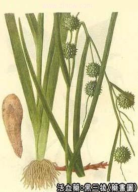 黑三棱的中药书图
