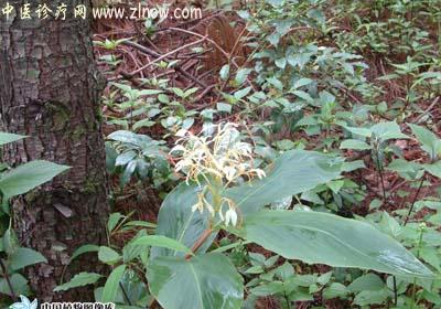 【中医诊疗网】：毛姜王