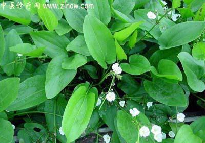 【中医诊疗网】:何首乌