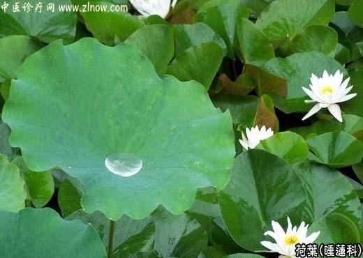 【中医诊疗网】:荷叶