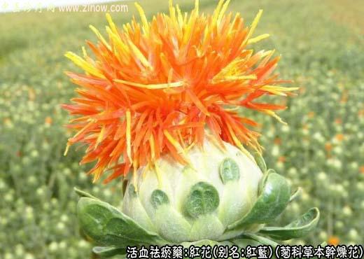 中草药名称:红花