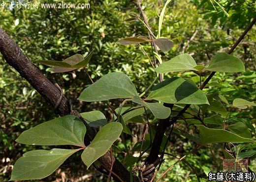 【中医诊疗网】:红藤