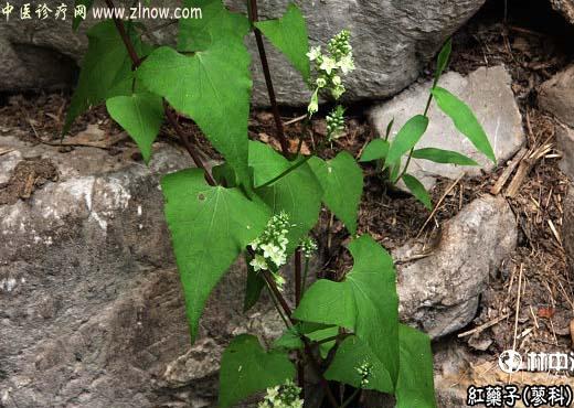 【中医诊疗网】:红药子