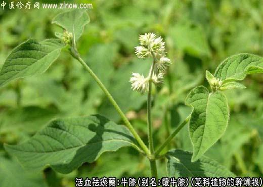 【中医诊疗网】：怀牛膝