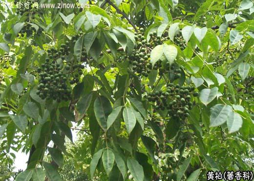 【中医诊疗网】:黄柏